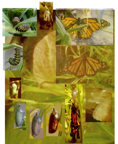 monarch-copy.jpg